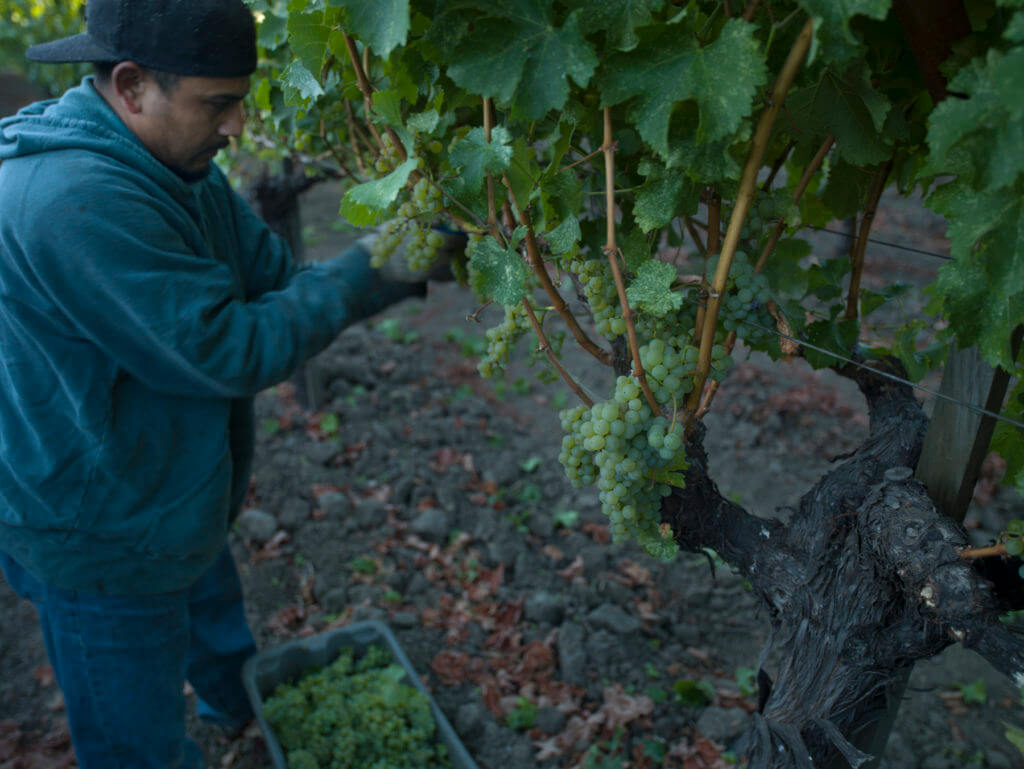 Trimming the Frog's Leap Vines
