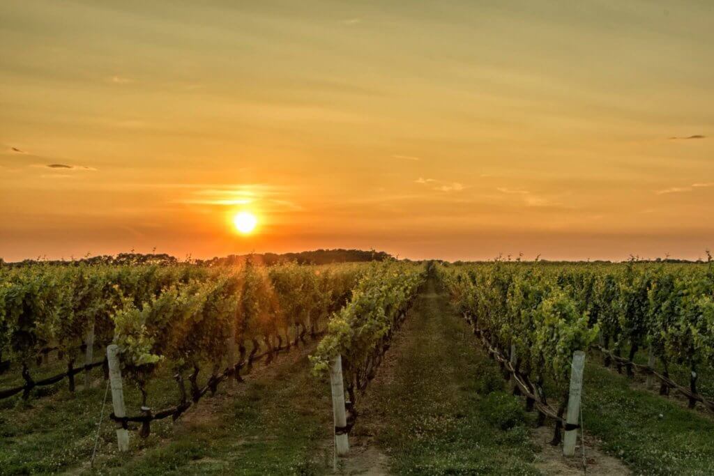 Chateau Coutet Sunset on Vines