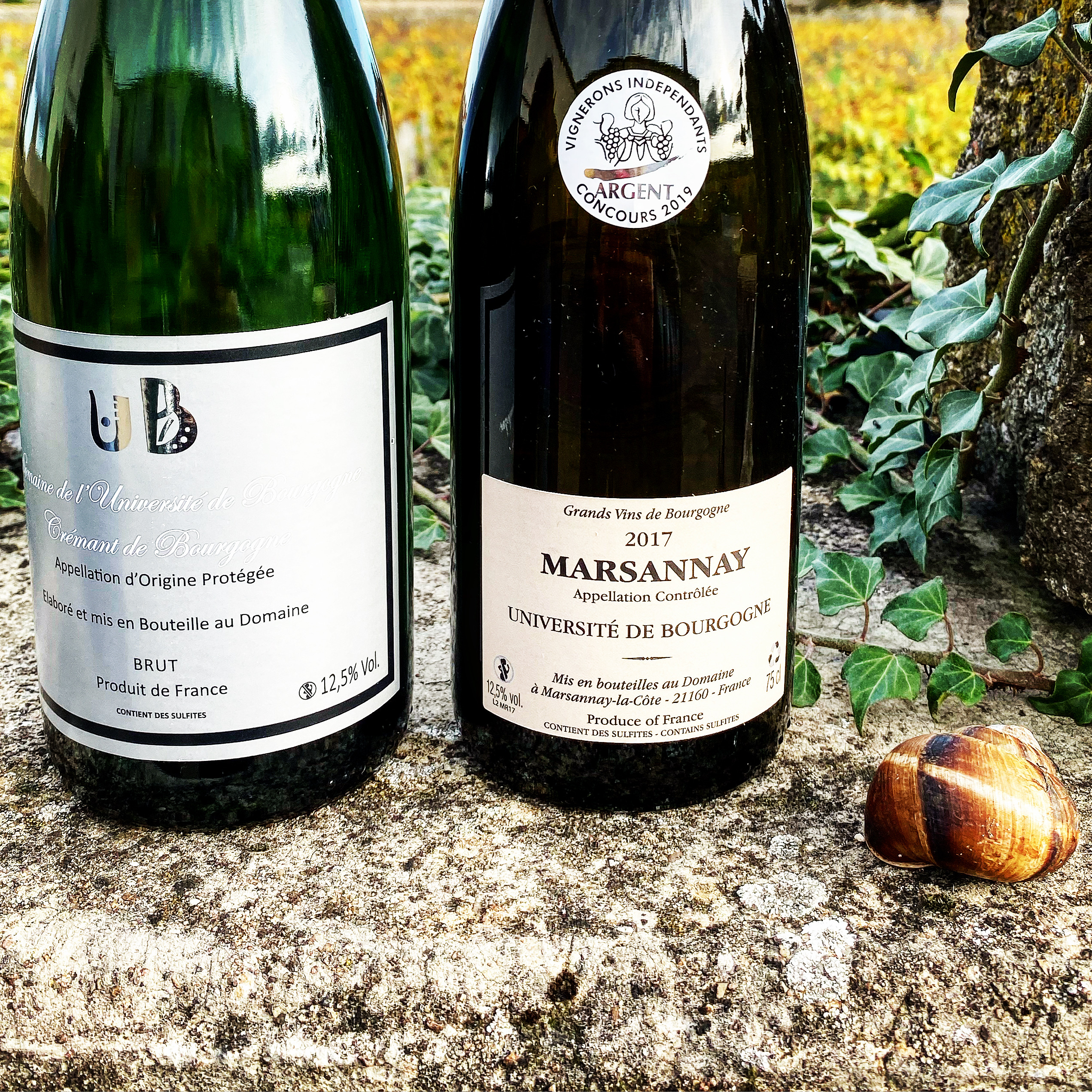You are currently viewing Marsannay: Hidden Gem of Burgundy