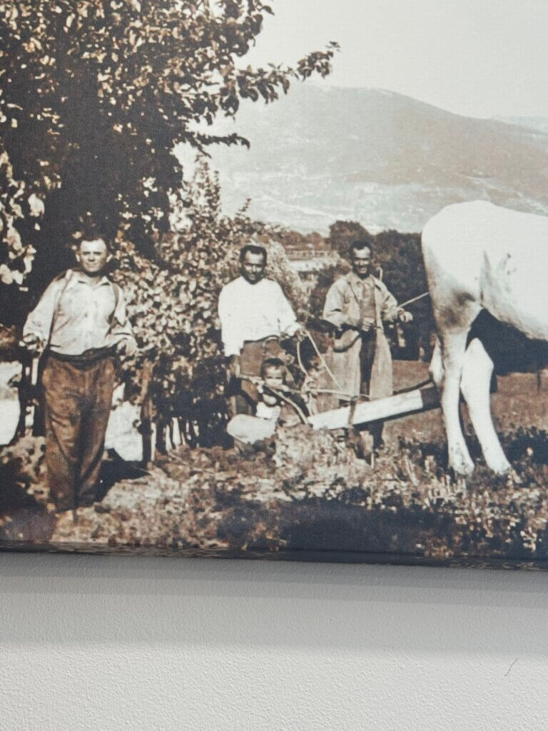 Grandfather of Bocale Winery