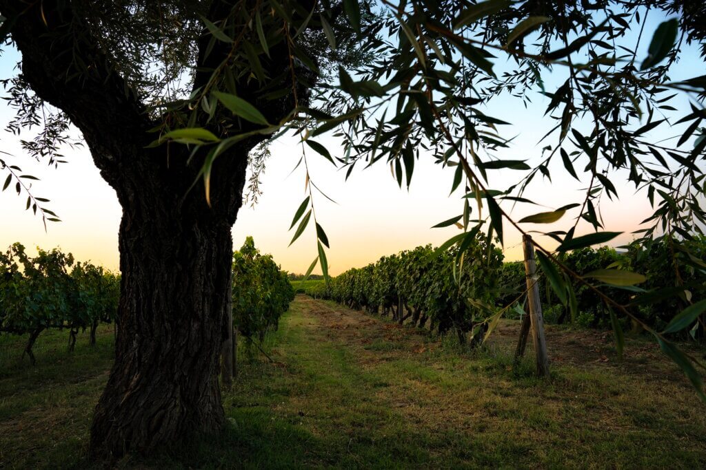 SettePonti vineyard Valdarno di Sopra