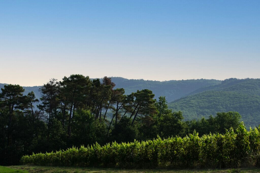 Setti Ponti vineyard with hill